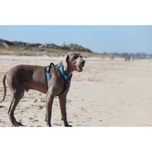 Ultimate Dog Harness